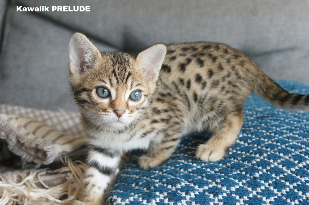 bengal brown spotted